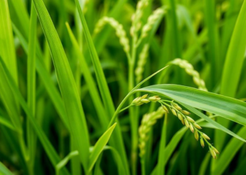 Viral Protein Weakens Rice Cell Walls, Boosting Virus Infection but Blocking Insect Pests