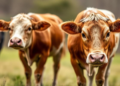 Heated Cow Ghee Releases Acrolein and a Mystery Ion, Lab Study Finds