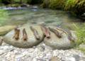Chile’s seven freshwater planarian species reveal a major biodiversity gap