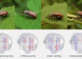 Four Scottish leaf beetles show site differences in chiasma placement