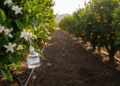 Citrandarin buffer sharply reduces transgene flow in sweet orange trials