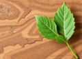 Root Versus Leaf: Why the Plant Part in Your Ashwagandha Supplement Matters for Safety