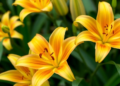 Scientists Discover the Genetic Brake That Stops Lilies From Surviving Heat Waves