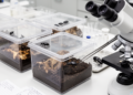 Lab Study Links Combined Beetle Density and Sex Ratio to Burial and Brood Traits