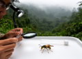 Northern Vietnamese scoliid wasp study describes new species