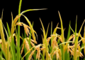 Mystery Rice Gene With Propeller-Shaped Protein Emerges as Key to Iron-Deficiency Tolerance