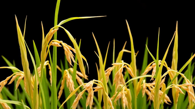 Mystery Rice Gene With Propeller-Shaped Protein Emerges as Key to Iron-Deficiency Tolerance