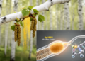 White birch study links deubiquitinase BpUBP3 to pollen growth
