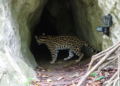 Camera survey records Malaysian clouded leopard using limestone cave