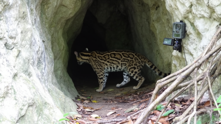 Camera survey records Malaysian clouded leopard using limestone cave