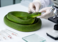 New Kunming Green Pit Viper Identified by DNA and Anatomy