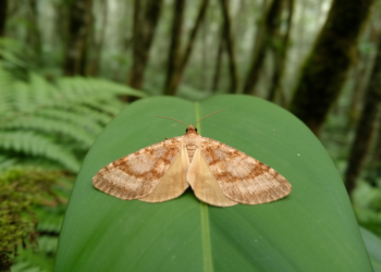 New Epicroesa sun moth described from Taiwan