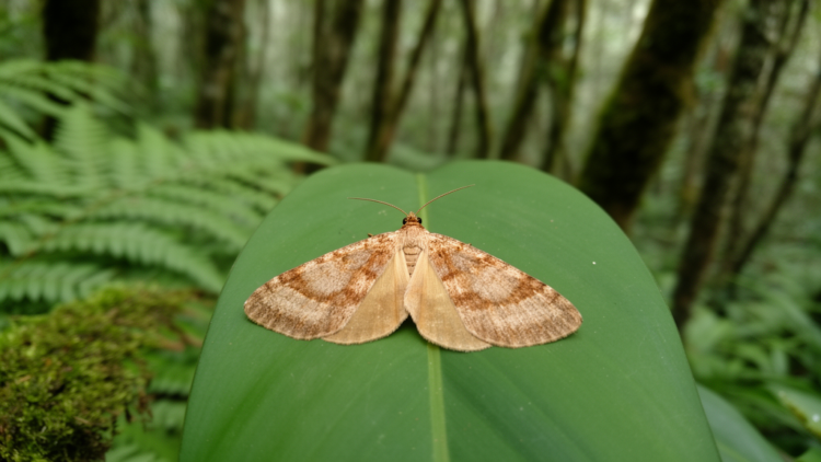 New Epicroesa sun moth described from Taiwan