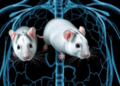 Hydroxytyrosol reduces doxorubicin-related cardiac injury markers in rats