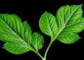 Two Kitchen-Garden Leaves Show Powerful Antioxidant and Germ-Killing Potential