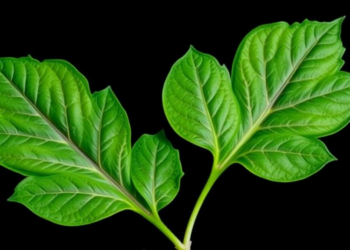Two Kitchen-Garden Leaves Show Powerful Antioxidant and Germ-Killing Potential