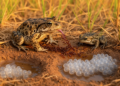 Cerrado toad reveals ant-heavy diet, larger females and variable egg production