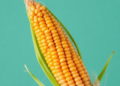How Gravity Sculpts Crops: New Insights Could Reshape Maize Breeding