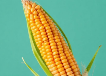 How Gravity Sculpts Crops: New Insights Could Reshape Maize Breeding