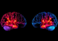 Early lineage divergence segregates sensory and motor-associative identities in the thalamus