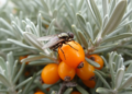 Psyttalia carinata confirmed in China as sea buckthorn fly parasitoid
