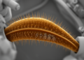 Scanning microscopy maps conserved sensory structures in basal caddisfly palps