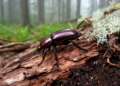 Research report: On the occurrence of relict populations of Pytho abieticola J. R. Sahlberg, 1875 in Switzerland ( Coleoptera , Pythidae )