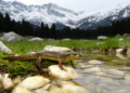 Macedonian newt documented across 2,360-meter elevational range in Greece