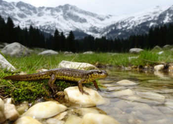 Macedonian newt documented across 2,360-meter elevational range in Greece