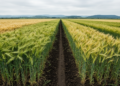 Research report: Synergistic effect of biostimulants and nitrogen fertilization on crop performance of barley (Hordeum vulgare L.) under rainfed conditions