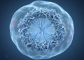 Phosphorylated M18BP1 unlocks human condensin II on DNA
