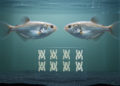 Two elephantfish genera reveal the lowest mormyrid chromosome count