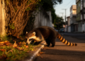 Coati recorded in densely urbanized Canoas, southern Brazil