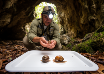 Carajás cave survey reveals two new land-snail species