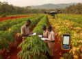 Mapping Sierra Leone’s cassava reveals regional pest and disease patterns