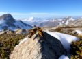 Rare Alpine hoverflies use mountaintops for mating above 3,000 metres