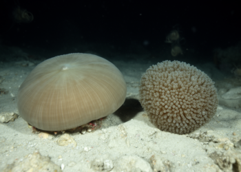 Morphology and DNA identify two new mushroom corals on Southern Mid-Atlantic Ridge