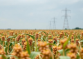 Rainfall Decides How Long Soybean Farmers Must Wait After Atrazine Burndown