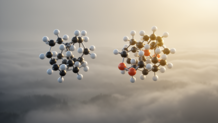 Research report: Molecular representation of benzene and phenol secondary organic aerosols