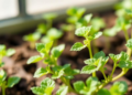 Vitamin D Helps Plants Fight Salt Stress, Study Finds