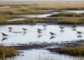 Research report: Wading birds on a dynamic wetland landscape: a synthesis of individual-based modeling methodology
