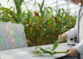 Comparative genomics identifies maize lethal necrosis resistance candidates