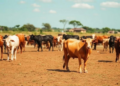 AI Framework Aims to Rescue Zimbabwe's Cattle Farmers From Climate Ruin