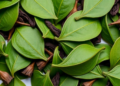 Tea Fingerprinting: Heat, Amino Acids, and Trace Elements Rank Guizhou's Finest Leaves
