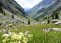 Lack of genetic structure suggests high connectivity of Parnassius phoebus between nearby valleys in the Alps