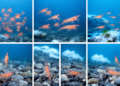 Antarctic euphausiids show six winter activity phases in seabed footage