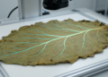 CTVSeg-UNet: robust refinement for leaf vein phenotyping in curing tobacco