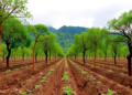 Trees on Farms Boost Tropical Soil Carbon and Fertility, Landmark Ecuador Study Finds