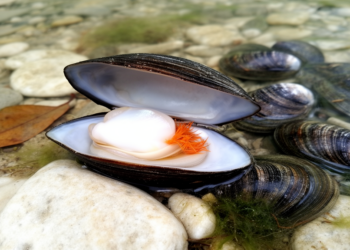 Chinese freshwater mussels reveal hidden lineages and a new genus
