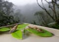 Two new psyllid species and a revised identification from Mount Kinabalu